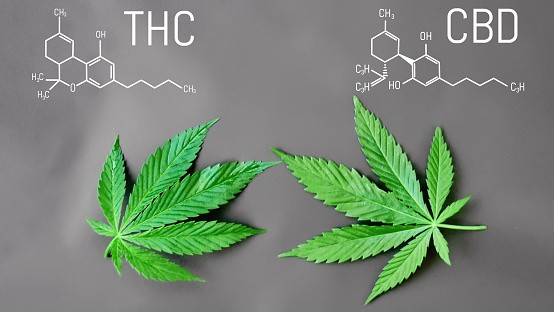 thc cbd thc cbd
